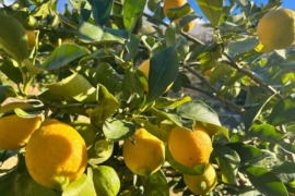 訳なし！国産レモン　瀬戸内産　2㎏