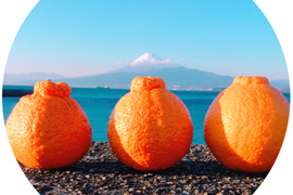 【訳ありデコちゃん!!】不知火（正味3kg）限定20箱