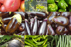 【農薬化学肥料不使用】朝採り！信州伊那谷★旬の野菜セット Mサイズ（火曜発送）