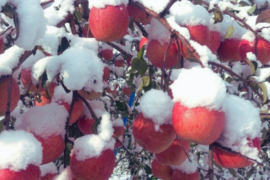 【福袋】青森県サンふじ＆ぐんま名月！家庭用2kg《増量》《樹上完熟》