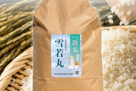 数量限定！【令和7年】新米！雪若丸9.8キロ白米　大粒甘みのある新食感！