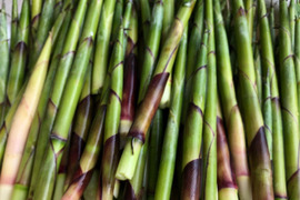 【秋田の名産】世界遺産白神山地近郊の大自然で育った天然の笹竹200g単品完全予約販売