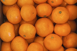 特別ご奉仕品　甘熟「宮川早生みかん」サイズ混合5Kg