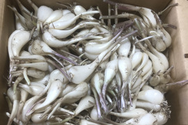 農薬・化学肥料不使用らっきょう約2kg/淡路島産