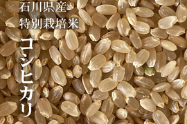 【令和6年産】特別栽培米コシヒカリ（玄米）2kg　石川県産