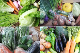 【数量限定販売】栽培期間農薬・化学肥料不使用 旬の健康野菜セット8～10品