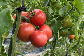 【期間限定20箱！】希少な露地栽培 桃太郎トマト 約4kg