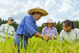 《予約》 滝本米 プレミアム 玄米 5kg 農薬不使用 玄米 化学肥料不使用 特別栽培米