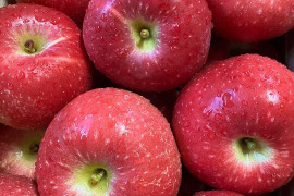 【完売】北紅(きたくれない) 真っ赤な大玉りんご 5kg (10～22個)