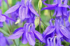 2個セット アクイレギア アルピナ オダマキ 宿根草 多年草