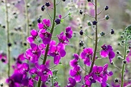 2個セット  バーバスカム ビオレッタ イングリッシュガーデン ブルーガーデン 花苗 多年草 宿根草