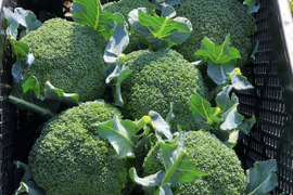 【ちょっと訳あり】ブロッコリー5〜7個