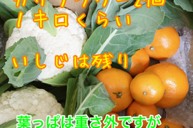 12日漁師のお野菜かんきつ福箱　カリフラワー2本　と石地蜜柑併せて2キロ　葉っぱの緩衝材はおまけ4セットまで送料同じ【箱は1箱で届きます。】