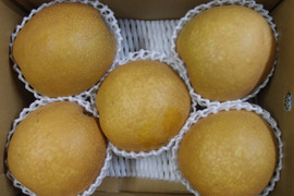 【冬ギフト】鳥取県産 王秋 梨 約3～3.3kg