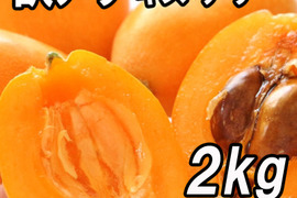 『訳アリ 房州びわ/枇杷 2kg キズ・アザあり』家庭・加工用 南房総市産