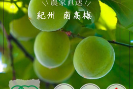 【特別栽培】紀州南高梅 青梅(訳あり)1kg