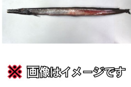 【珍魚】ミズウオダマシ 【奇食】オマケ付き