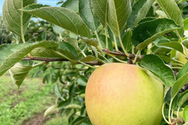 【期間限定】大豊作還元セール!特別栽培🍏葉とらずりんご5kg 大特価!
