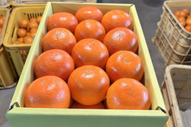 完熟タンカン（贈答用5kg）