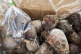 農家直送！セレベス(赤目芋)の里芋：2kg M~LLサイズ※参考写真は1kgです