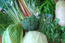 たくみのほほ笑み野菜セットM（少量１０種）