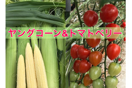 🌽🍓ヤングコーン&完熟トマトベリー食べ比べセット1kg🌽🍅