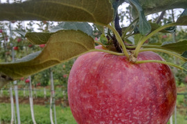 シナノリップ約4.5ｋｇ　ジューシーで香りのよい夏りんご