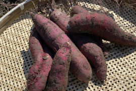 【しほ様専用】紅はるか さつまいも 3Kg 詰め合わせセット