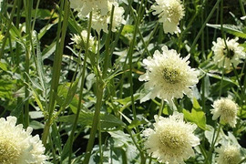 2個セット  セファラリア ギガンティア イングリッシュガーデン 花苗 多年草 宿根草