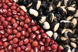 【北海道産！新豆！天日干し】パンダ豆＆小豆(各200g)セット　メール便