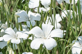 2個セット アグロステンマ オーシャンパール ホワイトガーデン イングリッシュガーデン 花苗 花壇苗