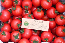 【ぶるベジの看板娘】極薄皮と奥深い旨み！！農園一番推しのコク旨とまと「華おとめ」１.７kg