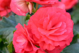 【贈答用】八重咲きでピンクといったらこれ！エラチオールベゴニア【ビノスピンク】５寸