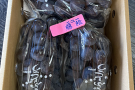 レア！大粒の藤稔3房入り贈答用にも⭐︎