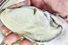 【要説明確認】生食用１ｋｇ 急速凍結の冷凍牡蠣 殻付き 牡蠣 牡蠣 殻付き【水産アワード1位実績あり】牡蠣 殻付き牡蛎 牡蛎 kaki かき カキ 松島牡蠣屋 BBQに貝類 海産物