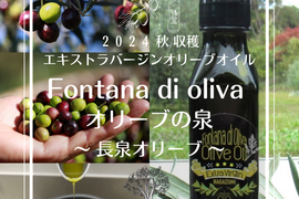 ２本セット限定１０組　まさにノヴェッロ！　２０２５秋収穫　エキストラバージンオリーブオイル 100ml×2本　Fontana di oliva オリーブの泉
