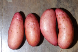 メチャうま！じゃがいも　グランドペチカ　5kg　自然栽培（栽培期間中肥料・農薬・除草剤不使用）