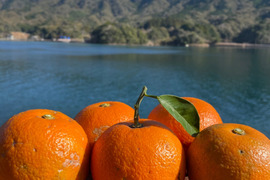 箱込み1kg 橙栽培期間中農薬・化学肥料を使用していない　人と環境に優しい橙