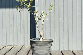 オリーブ 鉢植え 「ネバディロブランコ」 シンボルツリー 観葉植物
