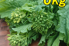 『菜花（なばな、菜の花、なのはな）6kg』朝取り農家直送！200g×30 南房総市産