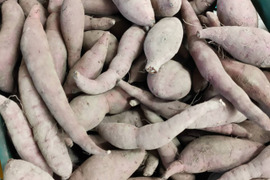 【鳥取県産】ねっとり甘い ちびっこ紅はるか 1kg 土付き