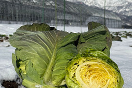 【期間限定】【旬】甘さが凝縮！寒締めキャベツ3玉（１玉約700g～1000ｇ）　※段ボール発送 ✨信州の環境にやさしい農産物認証