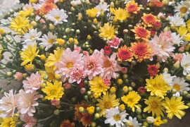 季節のお花！小菊 おまかせ10 本セット 仏花