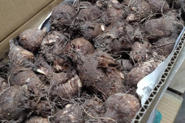 【鳥取県産】ねっとり濃厚 黄金里芋 親芋 10kg