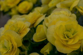 【農林水産大臣賞】鮮やかな黄色、抜群の花持ち、一押し品種です。エラチオールベゴニア【コスモノア】５寸