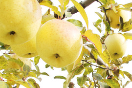 【訳あり/小玉】金星 甘み濃厚トロピカルな味わい 4.5kg (12〜28個)