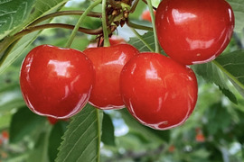 【訳あり】【即日発送】採れたて 甘い さくらんぼ 訳あり 800g 佐藤錦  紅秀峰 秋田県産 サクランボ   家庭用  三関 パック お得 4パック入 さくらんぼ 家庭用