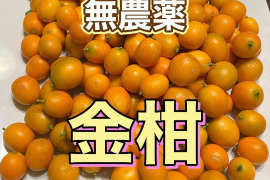 金柑 約900g 自然栽培　甘味が多く、皮ごと丸かじりもOK！残りわずか