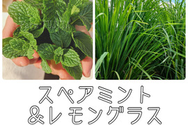 【摘みたてお届け】レモングラス＆スペアミント☆フレッシュハーブ☆300g
