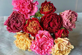 芍薬(シャクヤク) ドライフラワー おまかせ10本セット お花 はな 切花